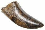Serrated Tyrannosaur Tooth w/ Sandstone - Judith River Formation #381211-2